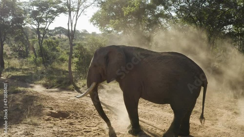 Aerial of an Elephant blowing sand over his body during a hot day in Zimbabwe photo