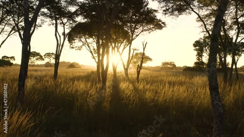 Aerial flying between trees during beautiful golden hour in the Savannah in Zimbabwe photo