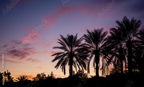 palm tree sunset © Houssem