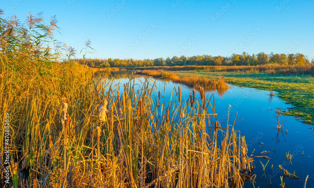 Green yellow reed along the edge of a lake in bright sunlight at sunrise in autumn, Almere, Flevoland, The Netherlands, November 22, 2021