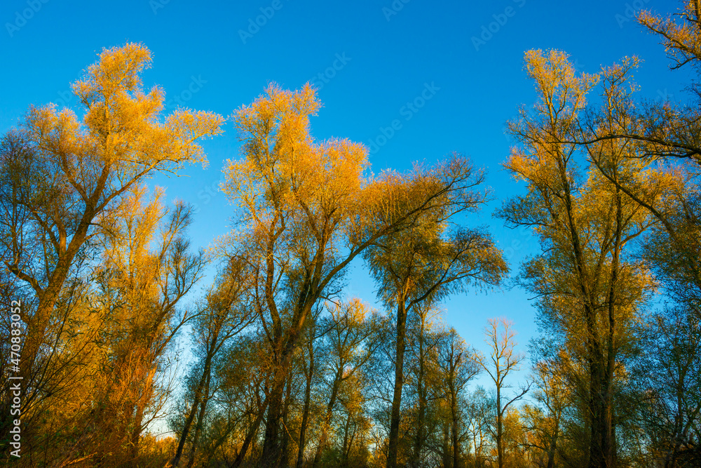 Fototapeta premium Foliage of a forest in wetland in autumn leaf colors in bright sunlight at sunrise in autumn, Almere, Flevoland, The Netherlands, November 22, 2021