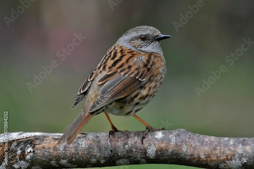 Accenteur mouchet (Prunella modularis), Neuchâtel. Suisse.