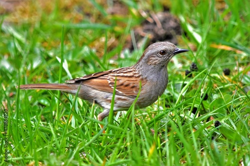 Wallpaper Mural Accenteur mouchet (Prunella modularis), Neuchâtel. Suisse. Torontodigital.ca