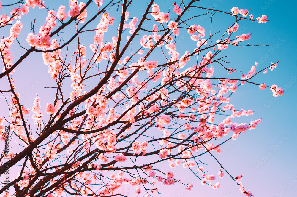 Close-up Beautiful Cherry Blossoms Tree In Spring Sunbeam Close-up Beautiful Cherry Blossoms Tree In Spring Sunbeam