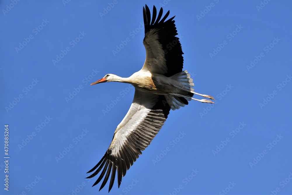 Obraz premium Cigogne blanche (Ciconia ciconia), Vaud, Suisse. 