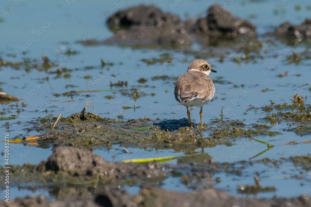 Fototapeta premium Charadrius dubius - Prundaras gulerat mic - Little ringed plover