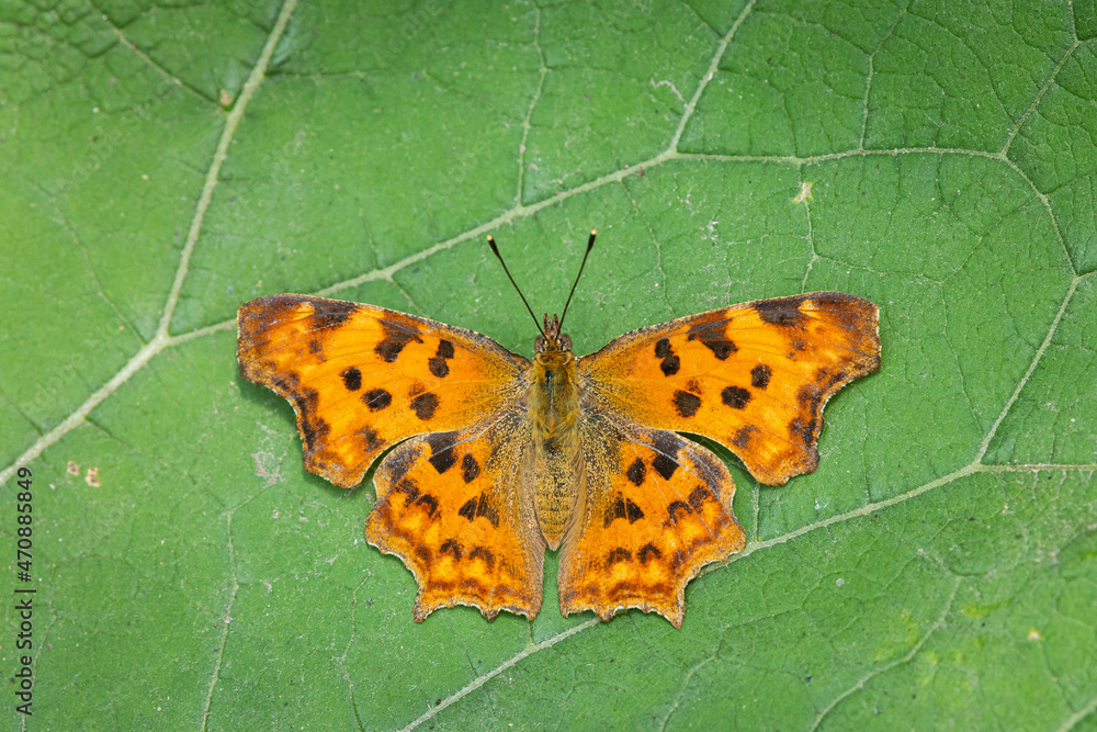A comma butterfly sitting on a green leaf A comma butterfly sitting on a green leaf