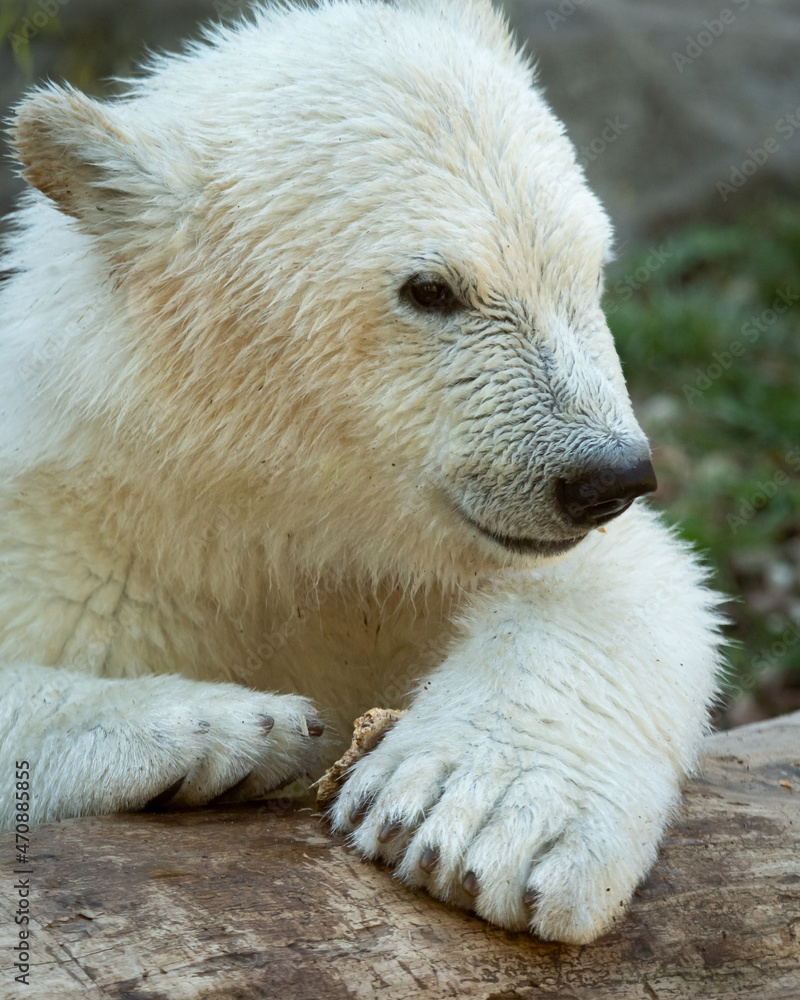 Portrait of a young polar bear in a zoo