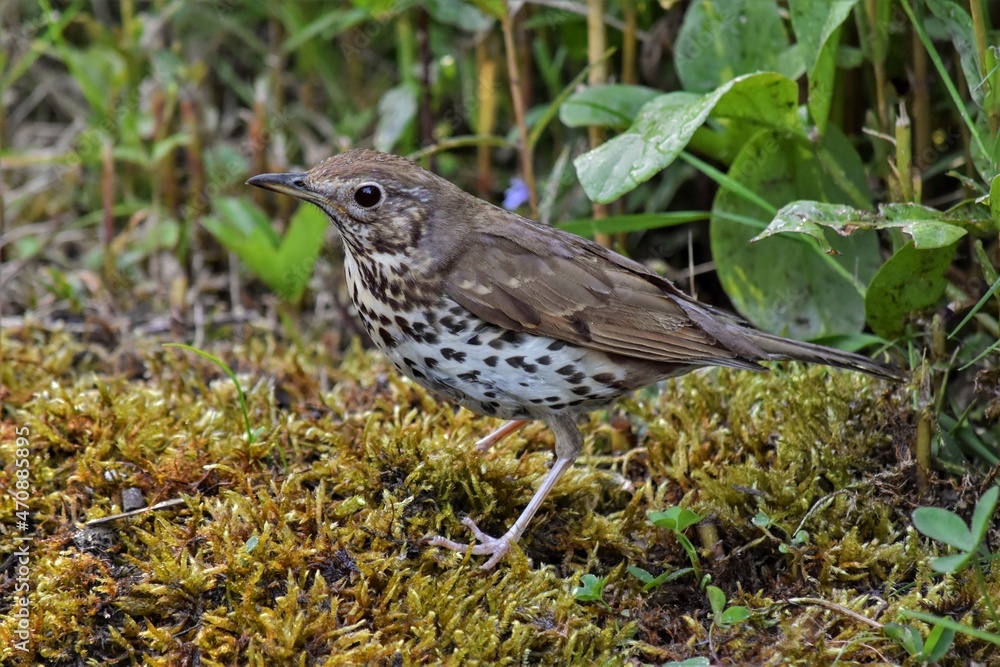 Grive draine (Turdus viscivorus), Neuchâtel, Suisse. Grive draine (Turdus viscivorus), Neuchâtel, Suisse.