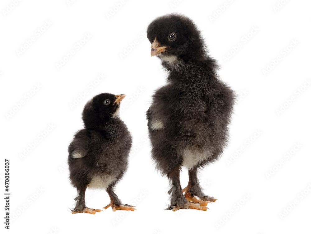 little chicken looks at the big one isolated on white background