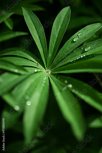 abstrait, rosée matinale feuilles plantes, arbres, lupins gouttes d'eau 