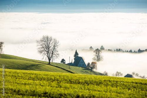 single tilia tree on Ballenbühl above autumn fog in Emmental photo