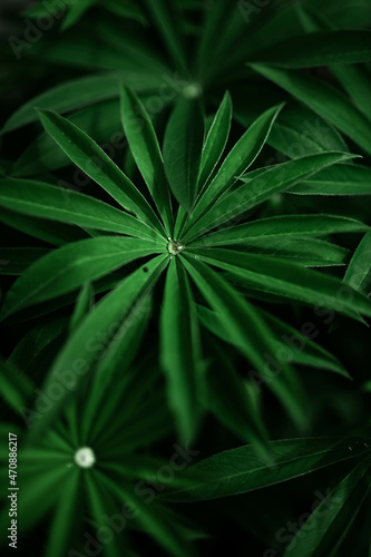 abstrait, rosée matinale feuilles plantes, arbres, lupins gouttes d'eau 