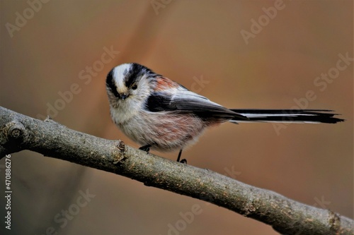 mésange à longue queue (Aegithalos caudatus), Neuchâtel, Suisse.