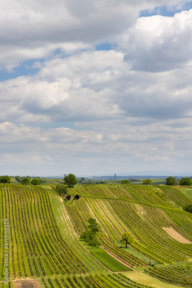 Spring vineyard near Cejkovice, Southern Moravia, Czech Republic