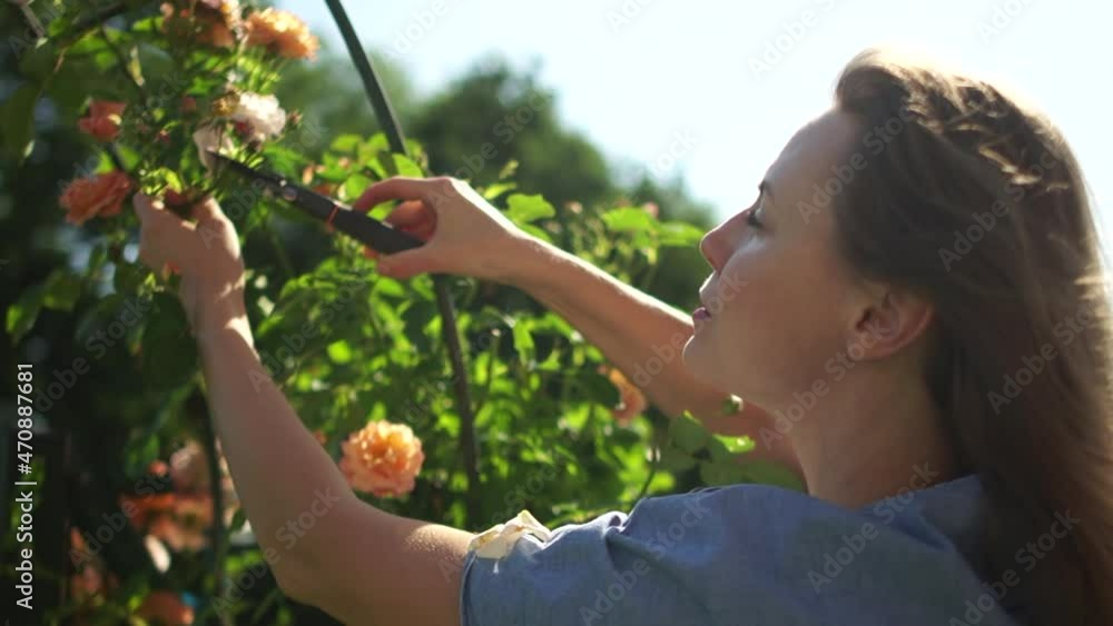 Close portrait of woman prunes yellow roses with pruner in the garden and put them in a basket. Sunny day, mothers day, happy family weekend Close portrait of woman prunes yellow roses with pruner in the garden and put them in a basket. Sunny day, mothers day, happy family weekend