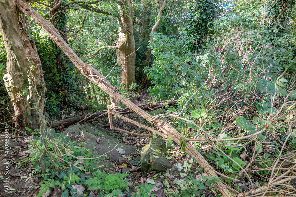Fallen tree is blocking path in Raphoe, County Donegal - Ireland