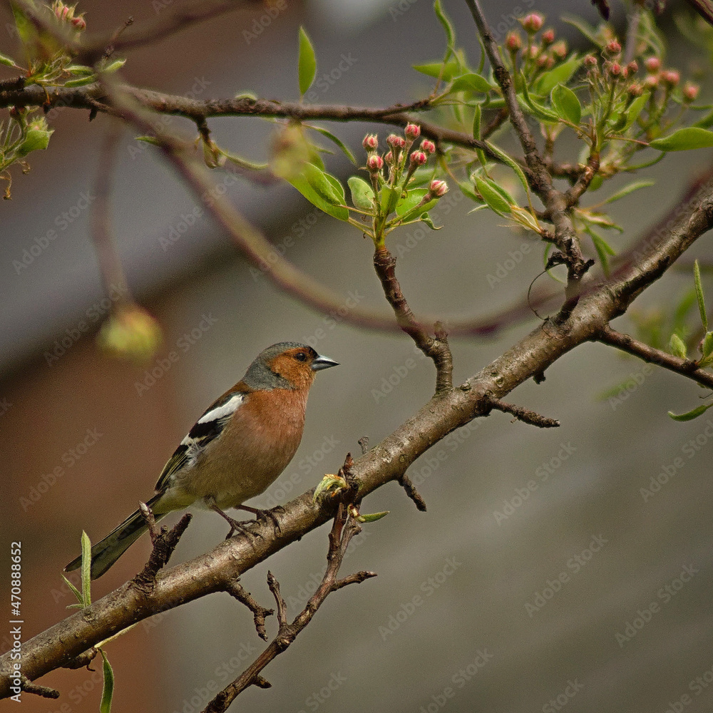 Chaffinch (Fringilla coelebs) on a pear branch.