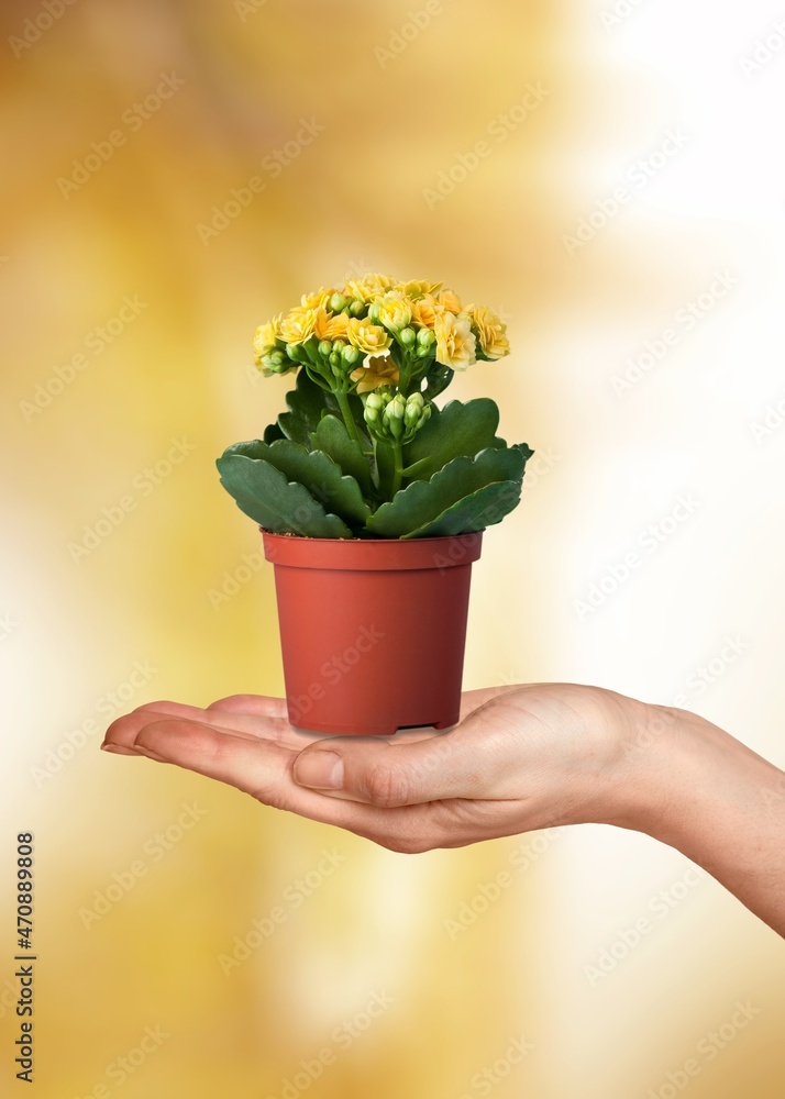 Female hand holding plant pot with green plant