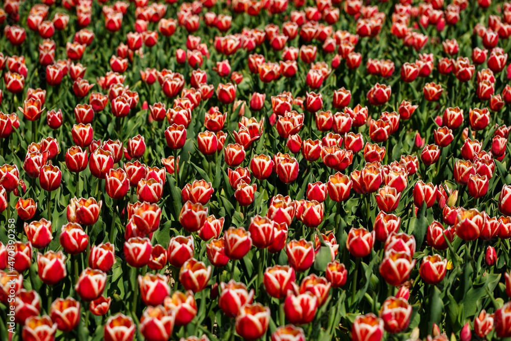 Spring floral background. The symbol of the Netherlands. tulips in the garden. Magical spring landscape with a flower. Amazing tulip field in Holland. tulips in spring.