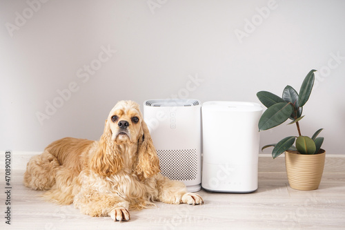 Cute dog in the room with modern humidifier and air purifier.