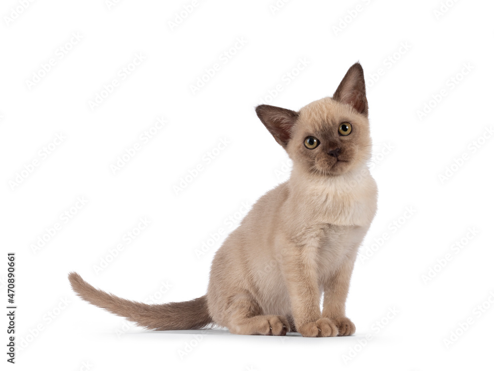 Adorable chocolate point Burmese cat kitten, sitting side ways. Looking towards camera. Isolated on a white background.