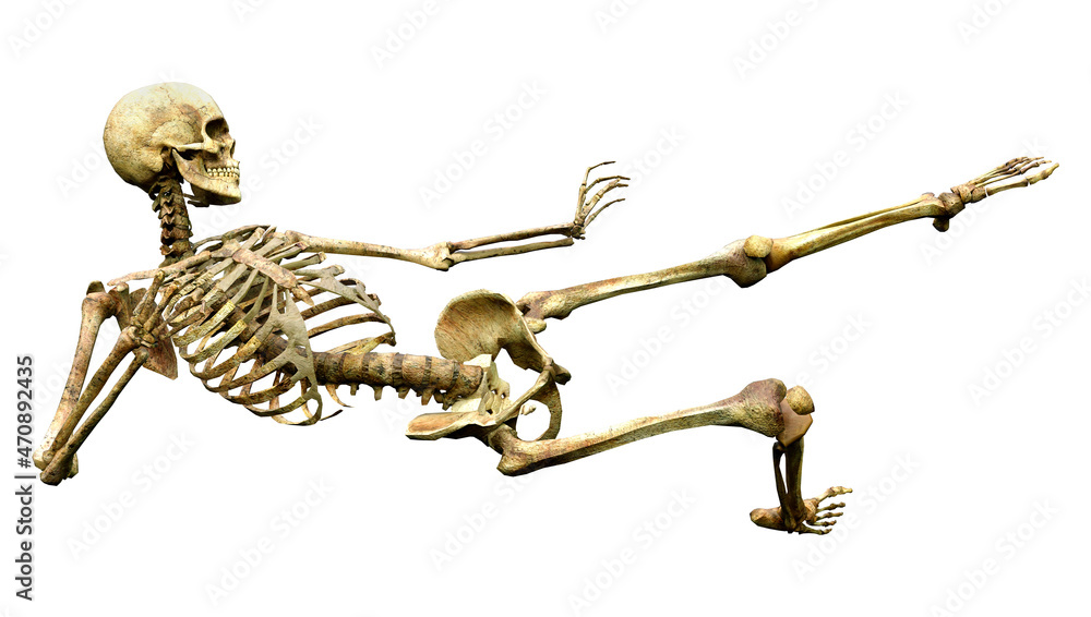 Fototapeta premium 3D Rendering Human Skeleton on White