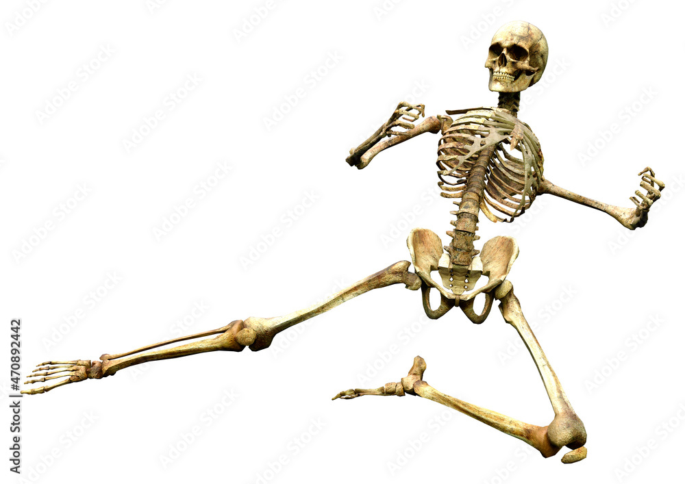 3D Rendering Human Skeleton on White 3D Rendering Human Skeleton on White