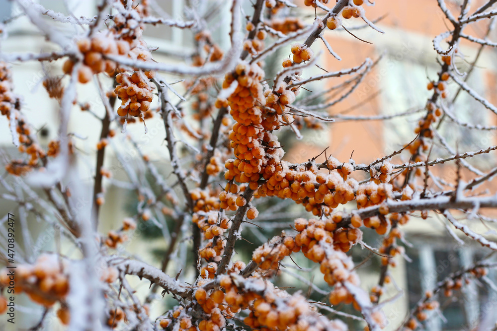 Sea buckthorn branches with bright orange berries covered with snow