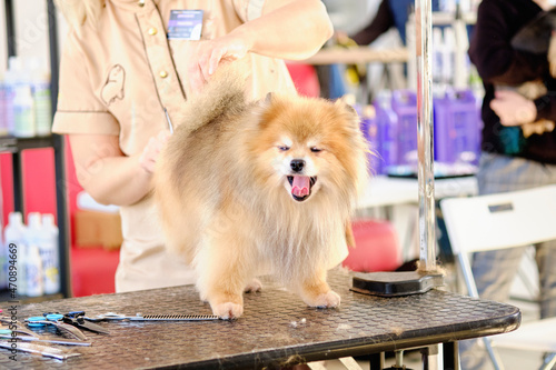The concept of popularizing the grooming and grooming of dogs. model haircut pomeranian