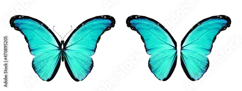 Color Morpho butterfly and wings, isolated on the white background