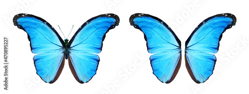Color Morpho butterfly and wings, isolated on the white background