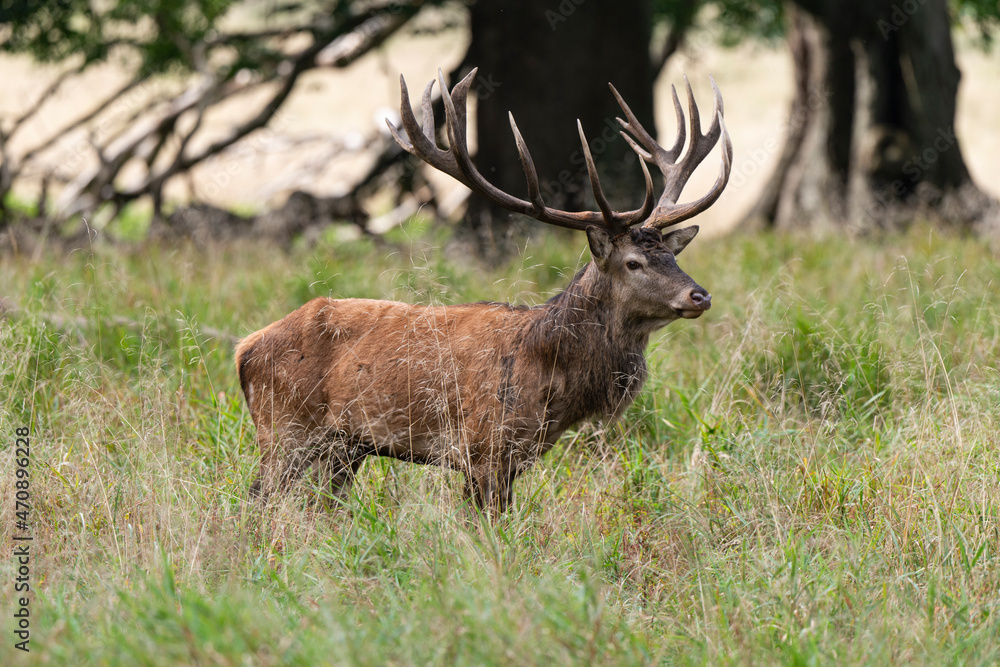 Cerf élaphe, cervus elaphus Cerf élaphe, cervus elaphus
