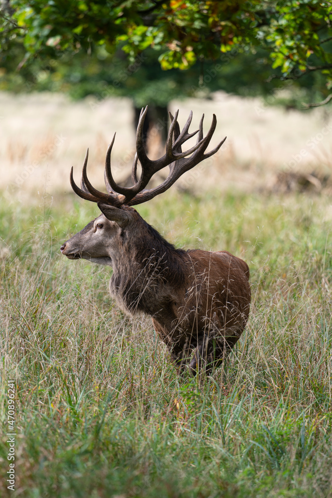 Obraz premium Cerf élaphe, cervus elaphus