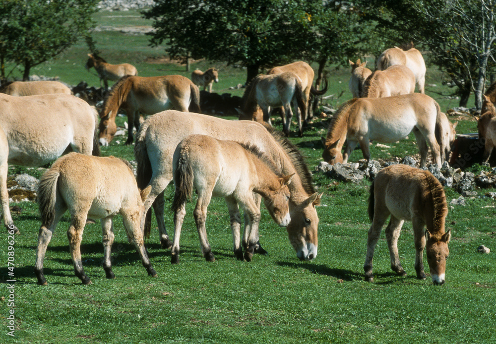 Cheval de Przewalski, Equus przewalski,  Causse Méjean , Parc naturel régional des grands causses , 48