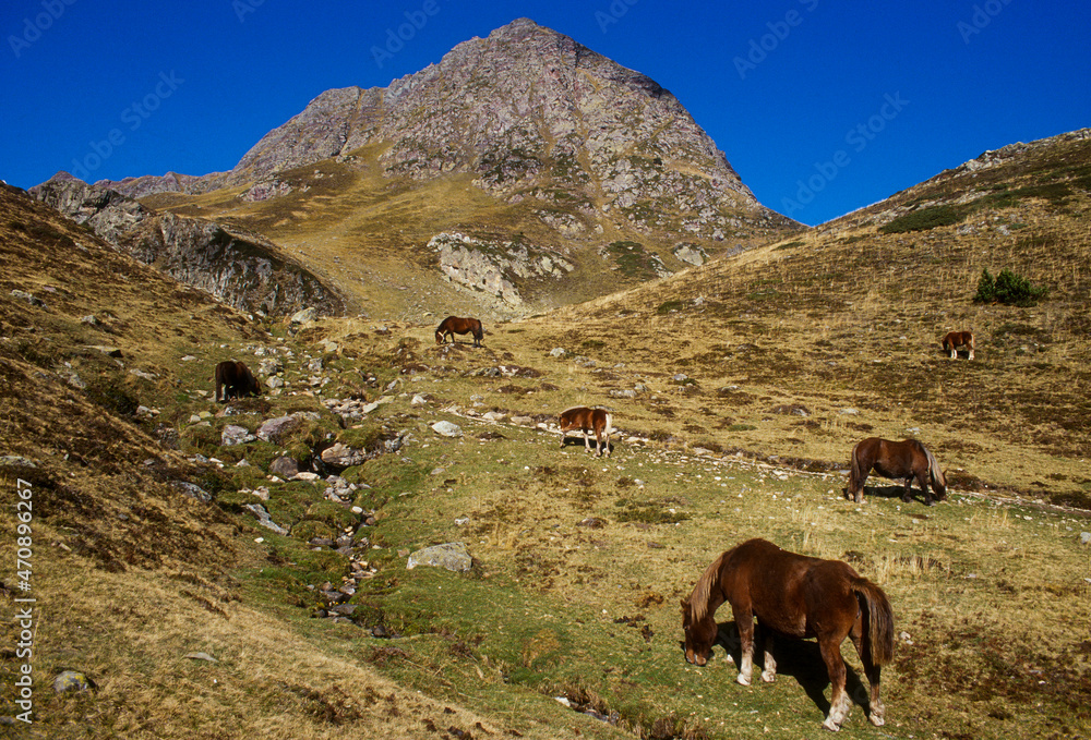 Cheval Comtois, cheval de trait, Pic du Midi d'Ossau, Parc national des Pyrénées, 64, Pyrénées Atlantiques Cheval Comtois, cheval de trait, Pic du Midi d'Ossau, Parc national des Pyrénées, 64, Pyrénées Atlantiques