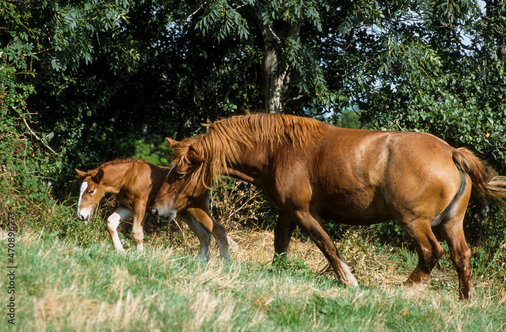 Cheval Comtois, cheval de trait, poulain, jument Cheval Comtois, cheval de trait, poulain, jument
