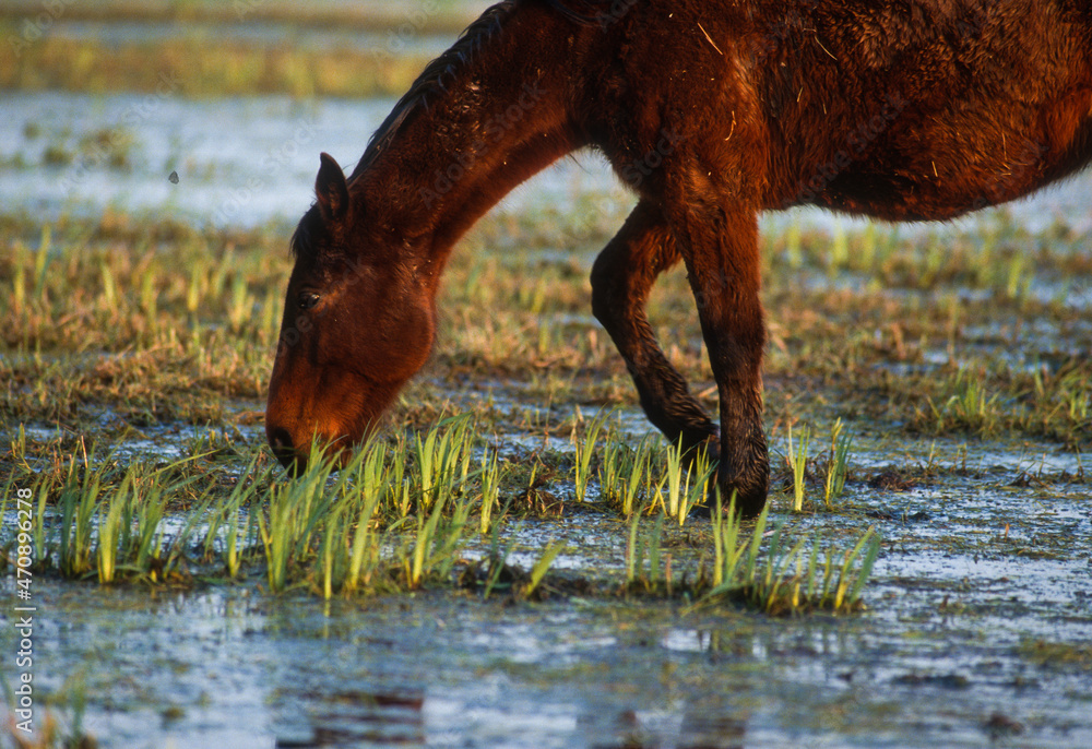 Cheval, Parc naturel régional des Marais de la Grande Briere, 44, Loire Atlantique Cheval, Parc naturel régional des Marais de la Grande Briere, 44, Loire Atlantique