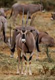 Oryx beïsa, Oryx beisa, Parc national de Samburu, Kenya