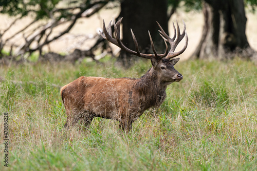 Cerf élaphe, cervus elaphus