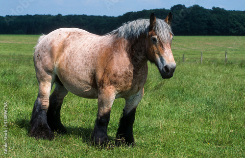 Cheval Ardennais, cheval de trait photo