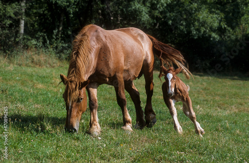 Cheval Comtois, cheval de trait, poulain, jument © JAG IMAGES