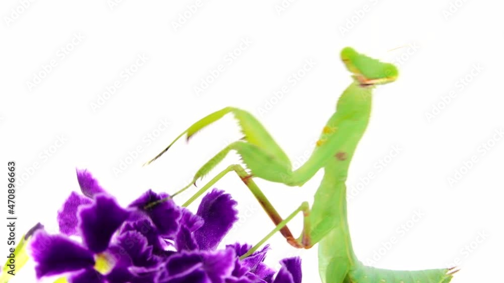 4K praying mantis dansing on a white background mantis, insect, bug