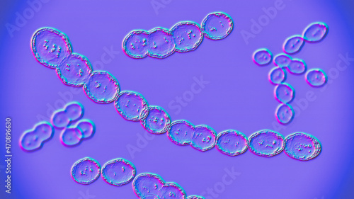 Leuconostoc bacteria, 3D illustration photo