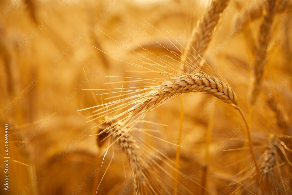 Wheat grain ear and rye field on yellow sunset sky background. Wheat grain ear and rye field on yellow sunset sky background.