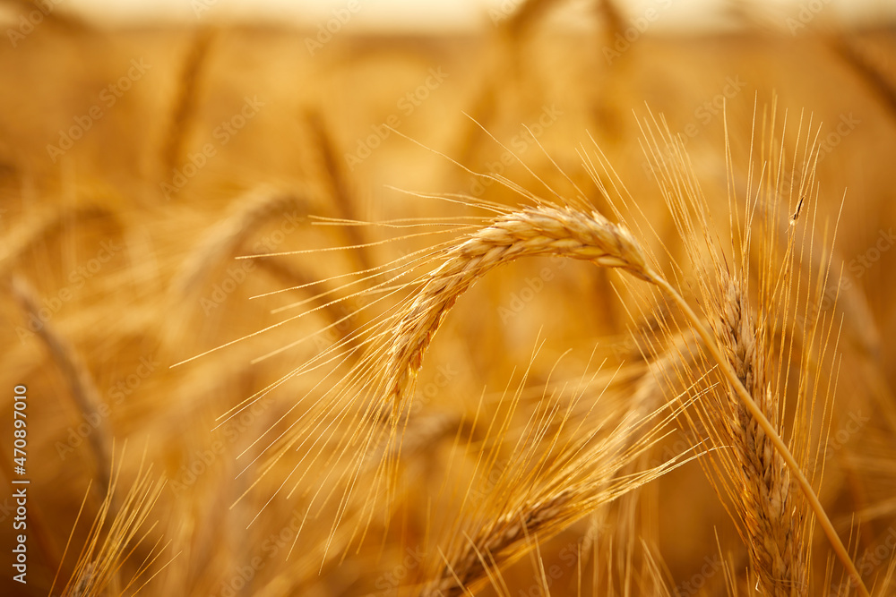 Wheat grain ear and rye field on yellow sunset sky background. Wheat grain ear and rye field on yellow sunset sky background.