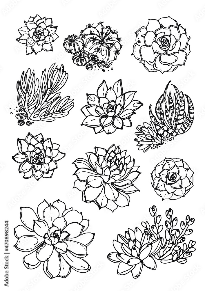 Cacti and succulents. Line sketch of flowers, home decor. Drawing vector black. Poster coloring Cacti and succulents. Line sketch of flowers, home decor. Drawing vector black. Poster coloring