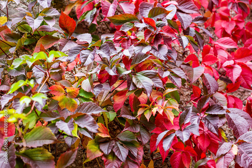 Green and red leaves of Maiden grapes triostrenny (Parthenocissus tricuspidata) in the garden in autumn.