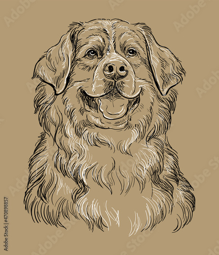 Bernese mountain dog vector hand drawing vector brown