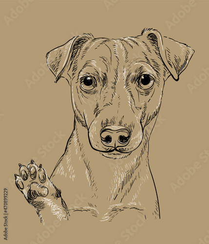 Jack russel terrier dog vector hand drawing vector brown